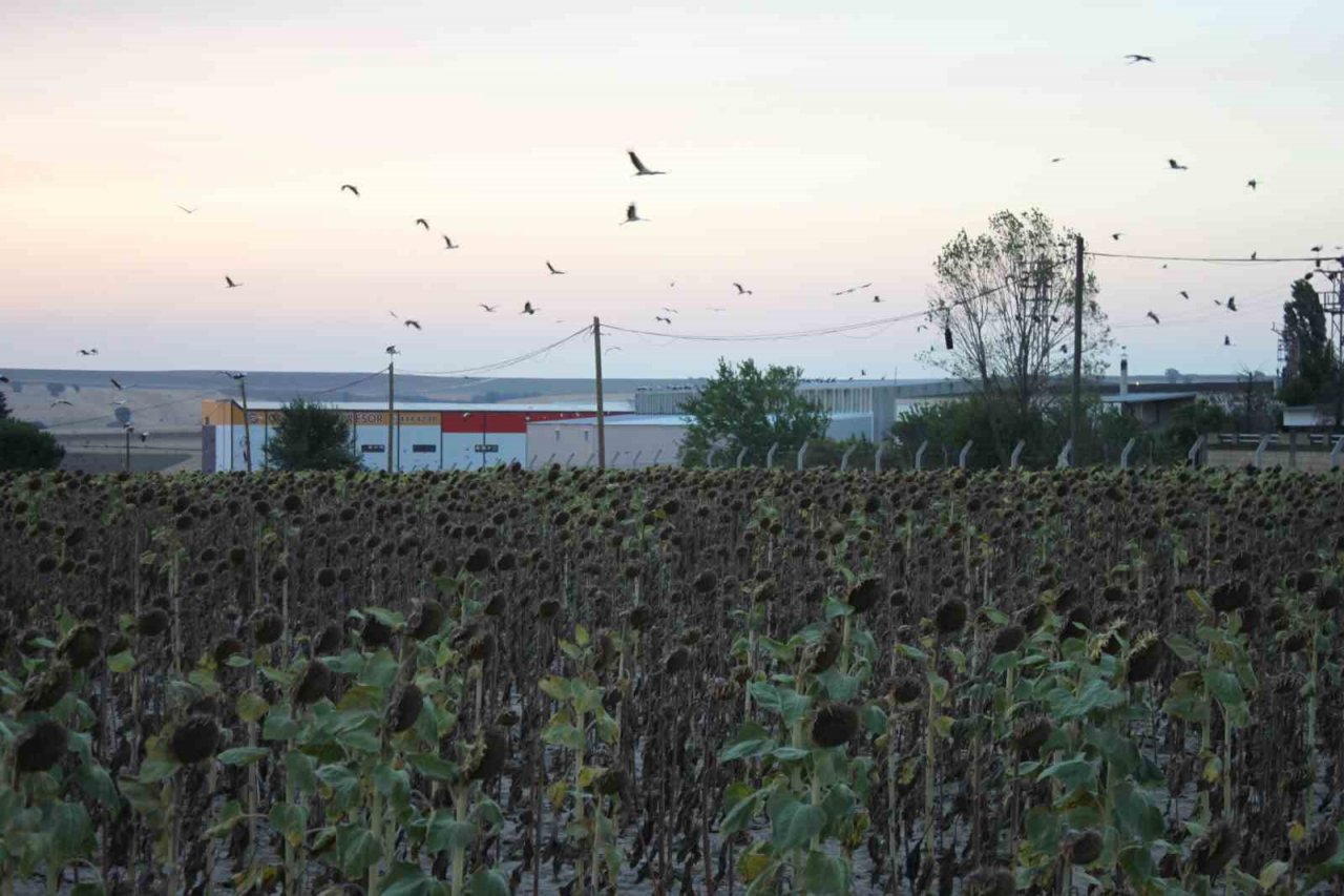 Binlerce kilometreden geldiler, aydınlatma direklerini süslediler