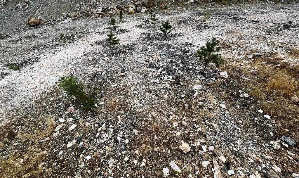 Kütahya’da maden sahaları yeniden yeşilleniyor