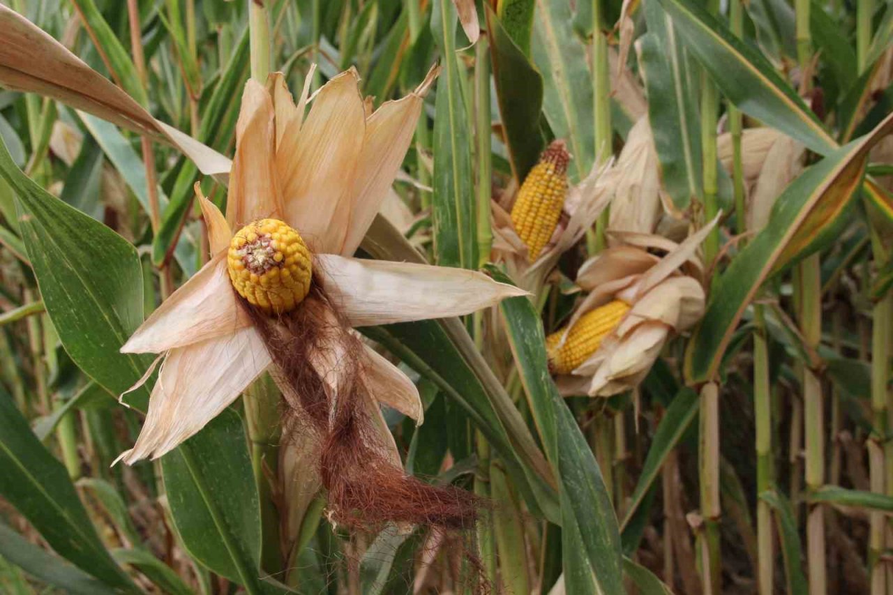 Mısır üreticisi fiyatların yeniden gözden geçirilmesini istedi