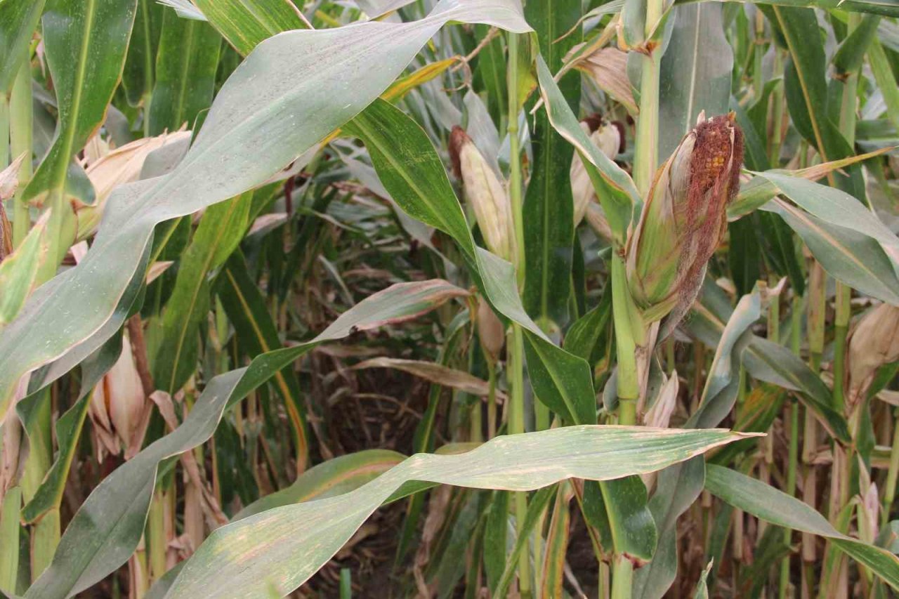 Mısır üreticisi fiyatların yeniden gözden geçirilmesini istedi