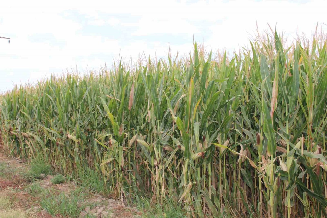 Mısır üreticisi fiyatların yeniden gözden geçirilmesini istedi