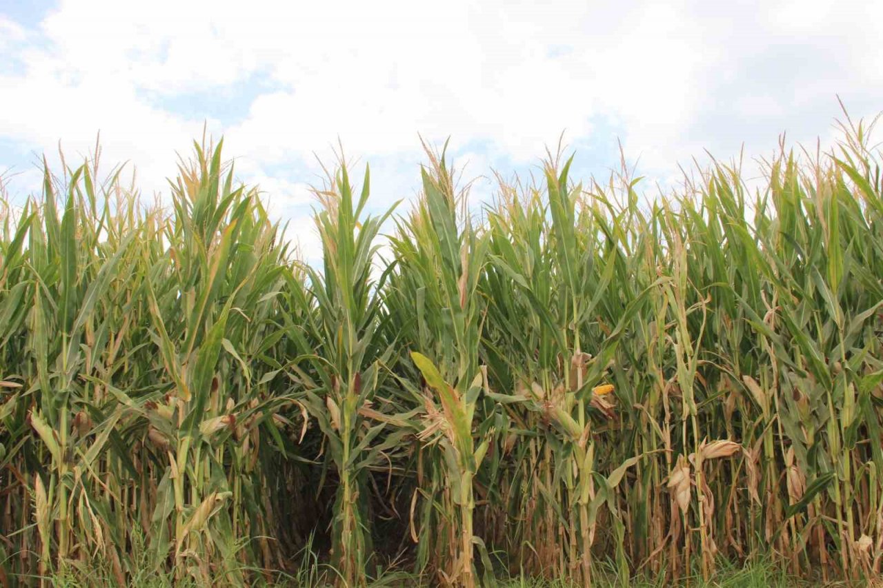 Mısır üreticisi fiyatların yeniden gözden geçirilmesini istedi