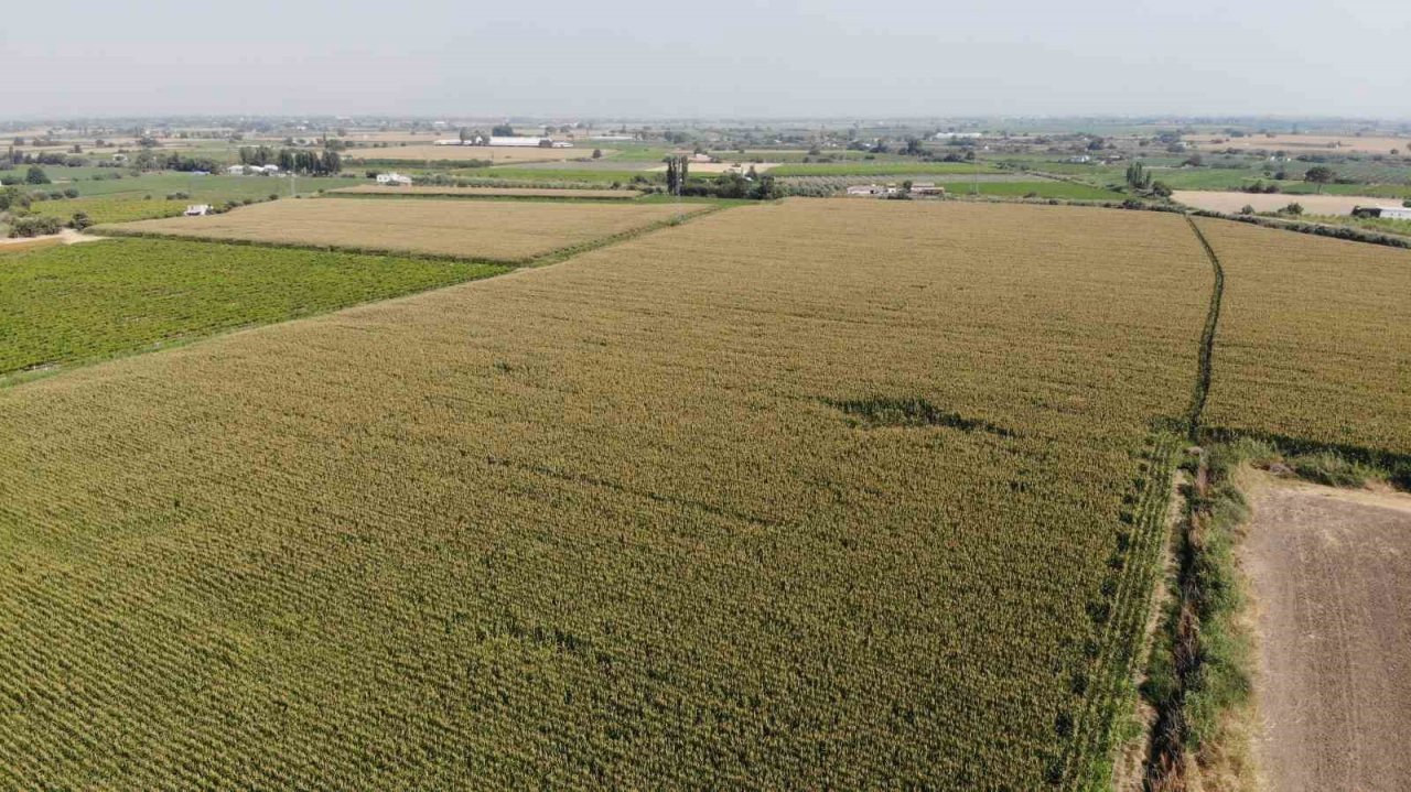 Mısır üreticisi fiyatların yeniden gözden geçirilmesini istedi