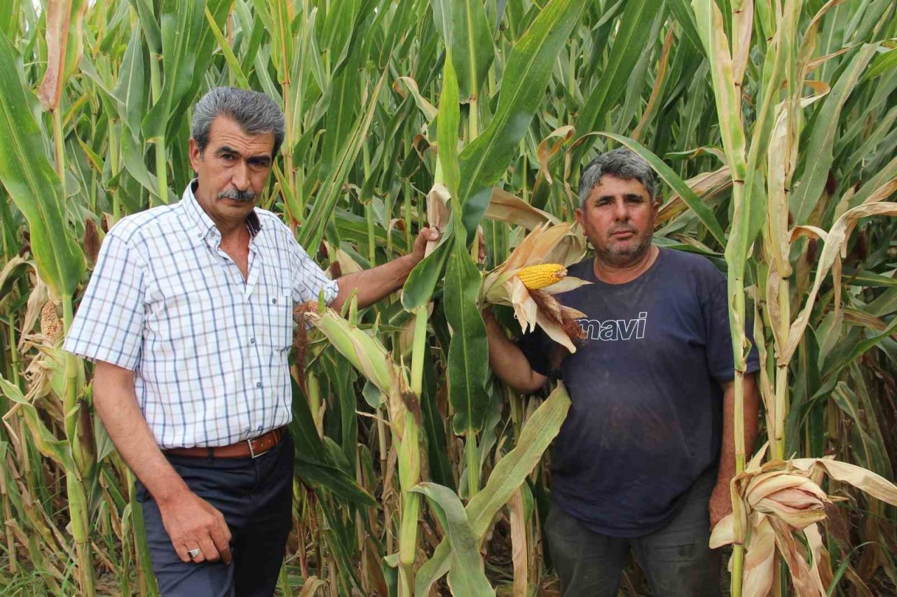 Mısır üreticisi fiyatların yeniden gözden geçirilmesini istedi