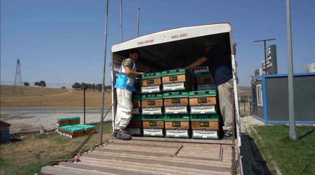 Ömrünü tamamlayan ağaçlar, kovan oluyor