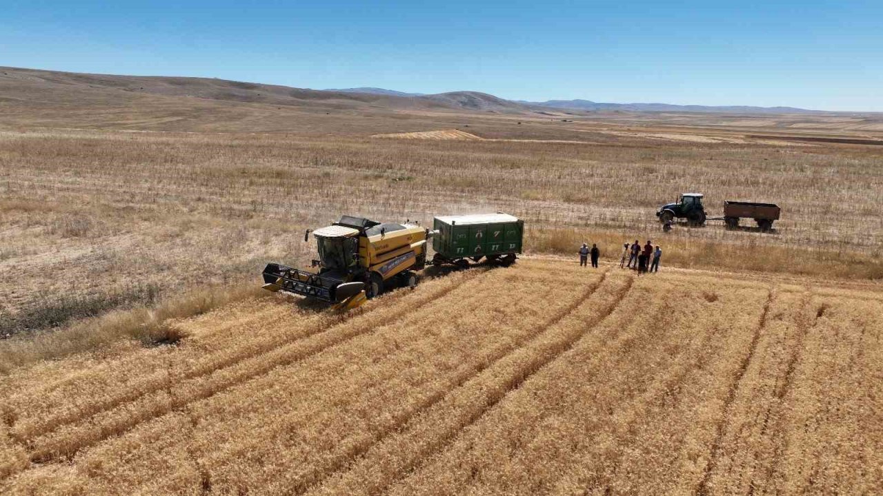 Kayseri’de yazlık buğday üretimi geleneği sürüyor