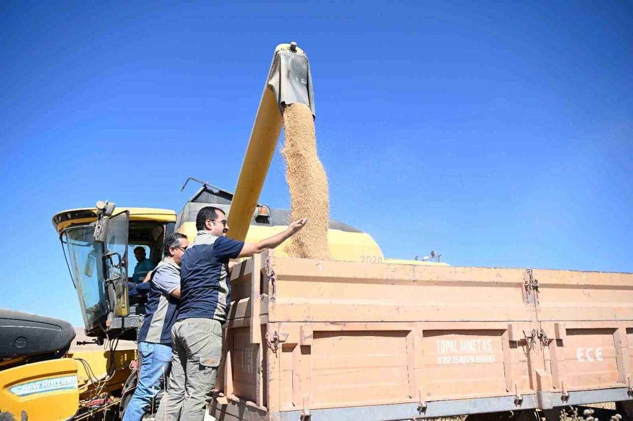 Kayseri’de yazlık buğday üretimi geleneği sürüyor