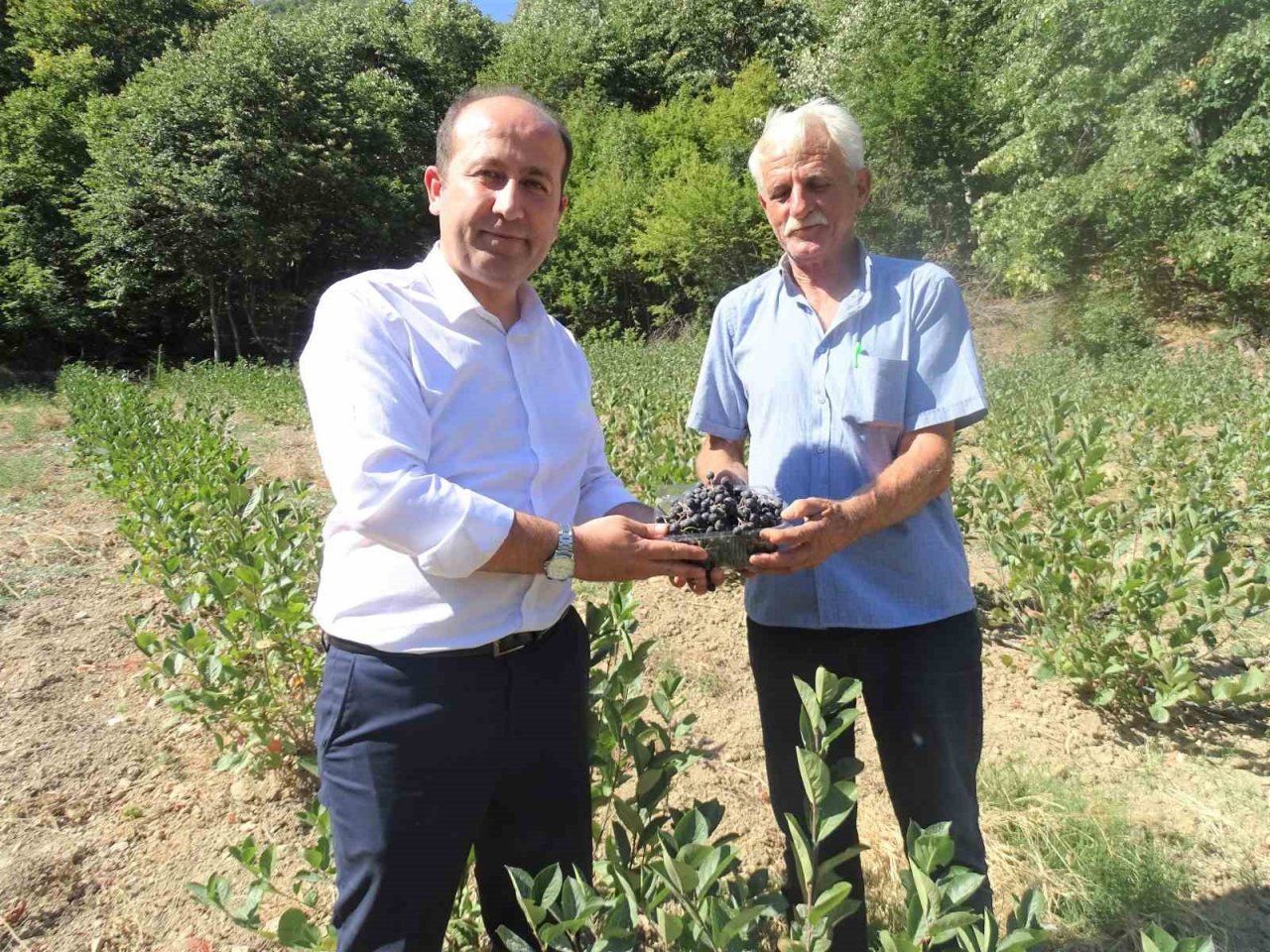 Süper meyvede ilk hasat