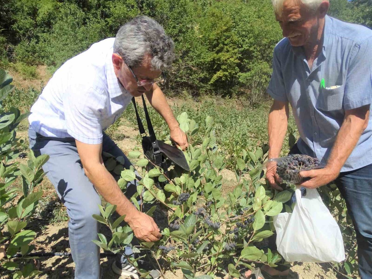 Süper meyvede ilk hasat