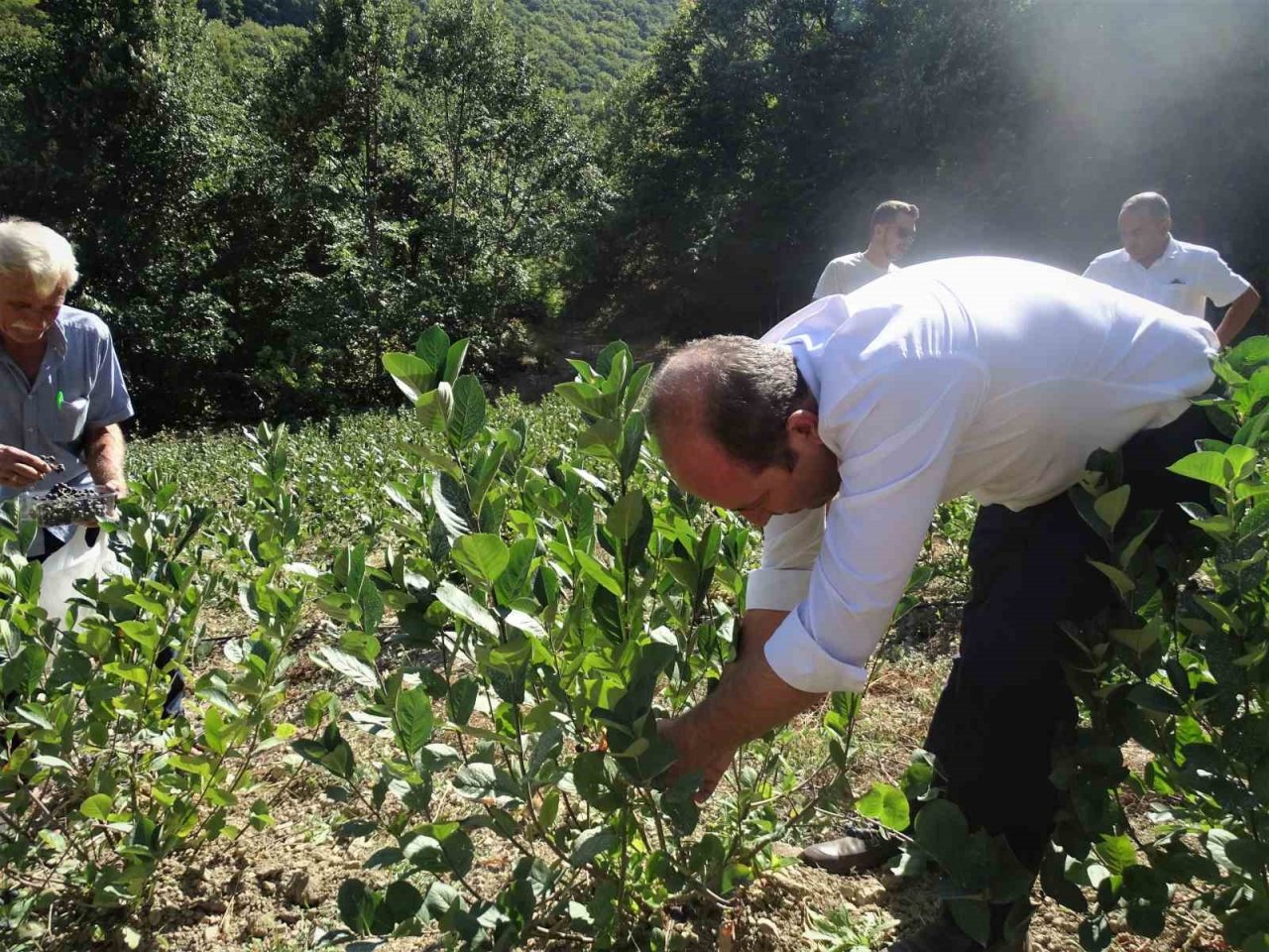 Süper meyvede ilk hasat