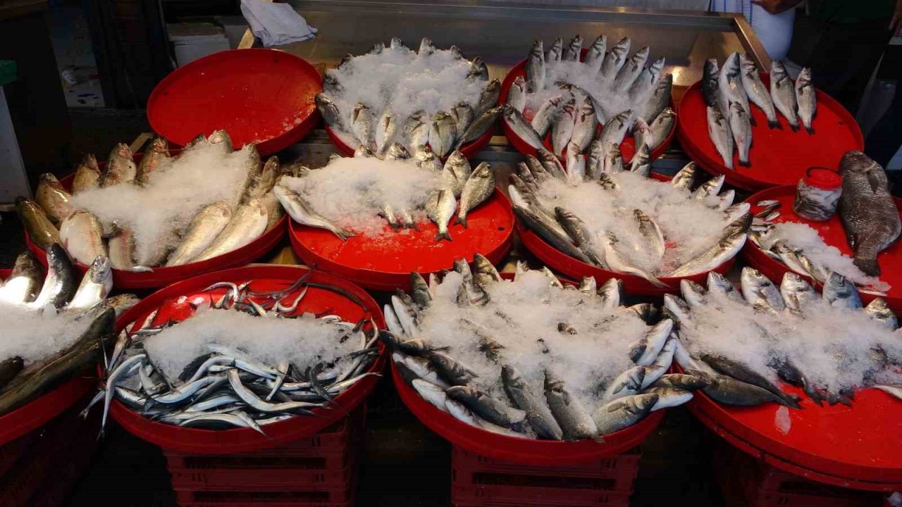 Balıkçı esnafının gözü çingene palamutundaydı ama...