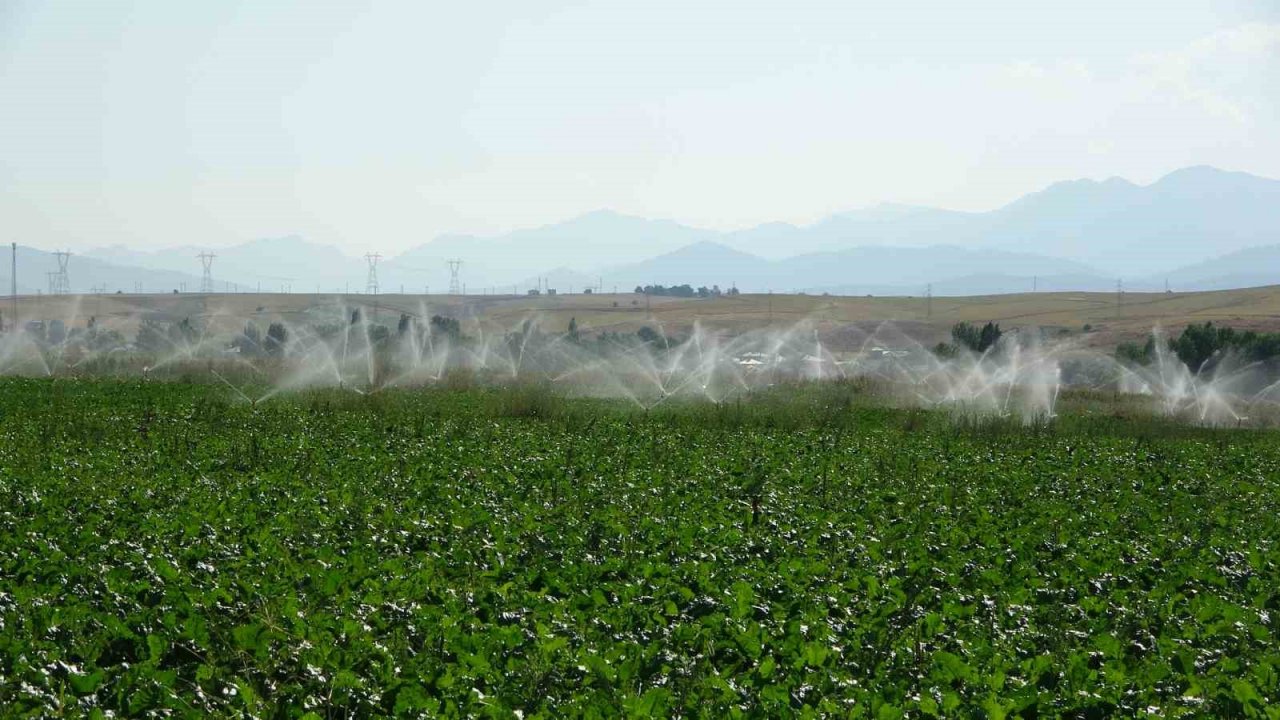 Coğrafi İşaretli Tufanbeyli Fasulyesi eken çiftçilerin zorlu mücadelesi