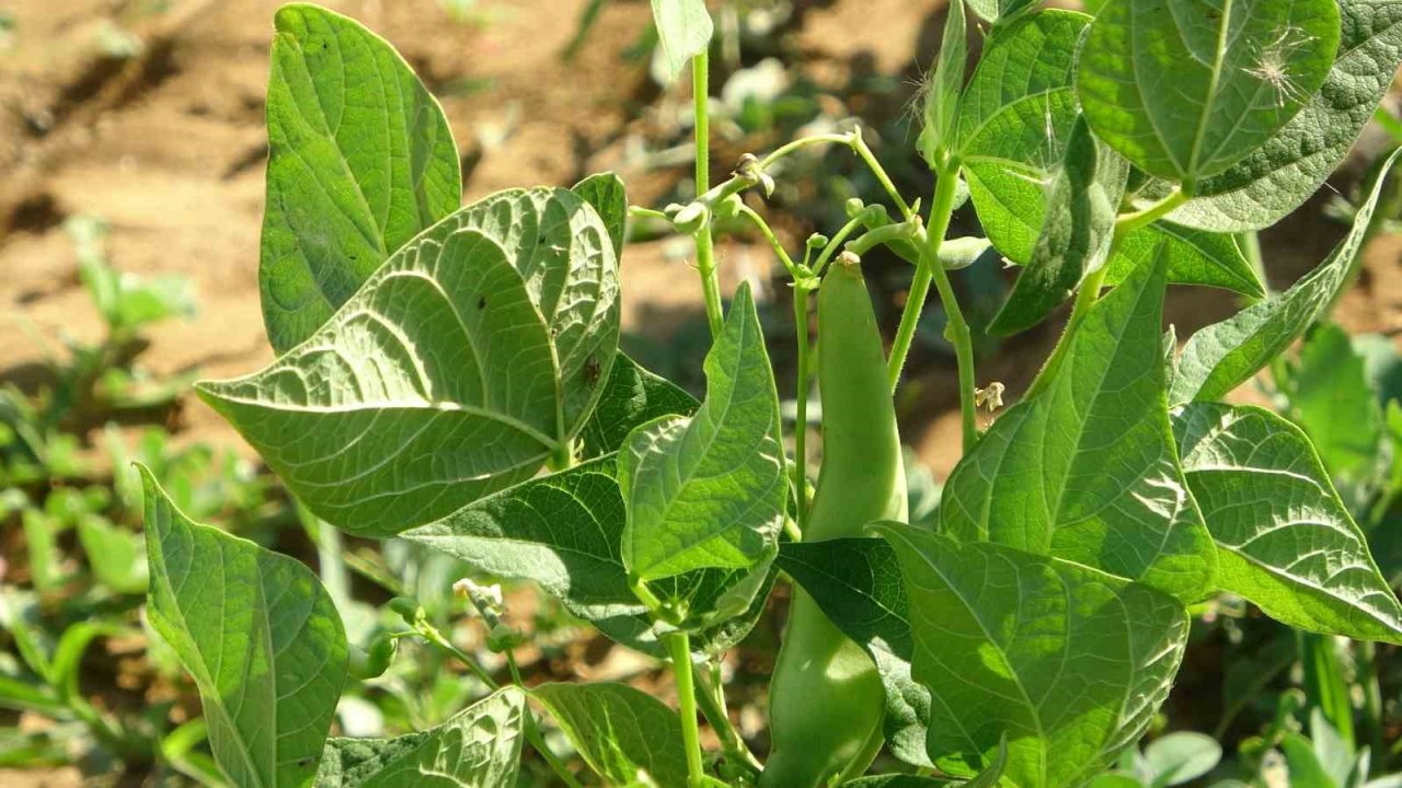 Coğrafi İşaretli Tufanbeyli Fasulyesi eken çiftçilerin zorlu mücadelesi