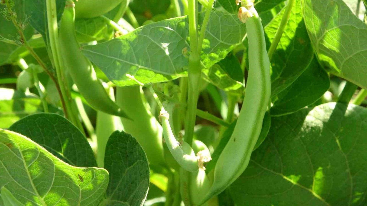 Coğrafi İşaretli Tufanbeyli Fasulyesi eken çiftçilerin zorlu mücadelesi