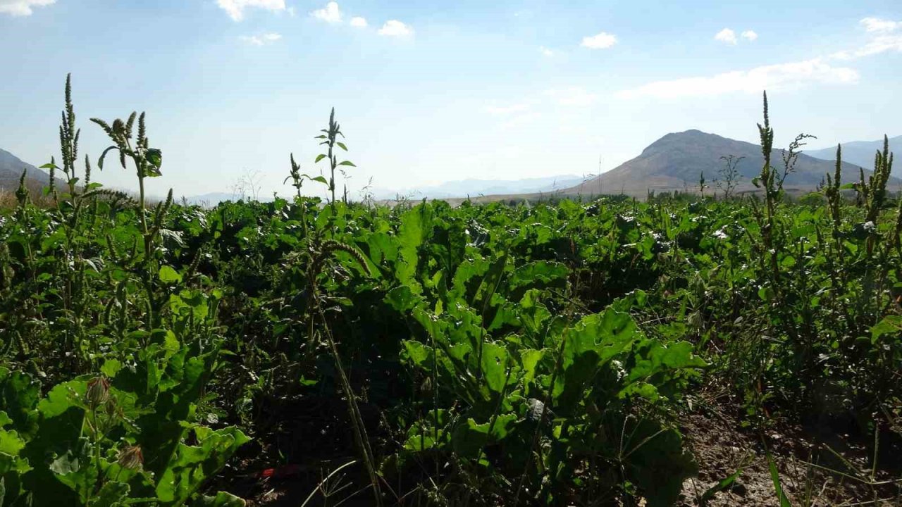 Coğrafi İşaretli Tufanbeyli Fasulyesi eken çiftçilerin zorlu mücadelesi