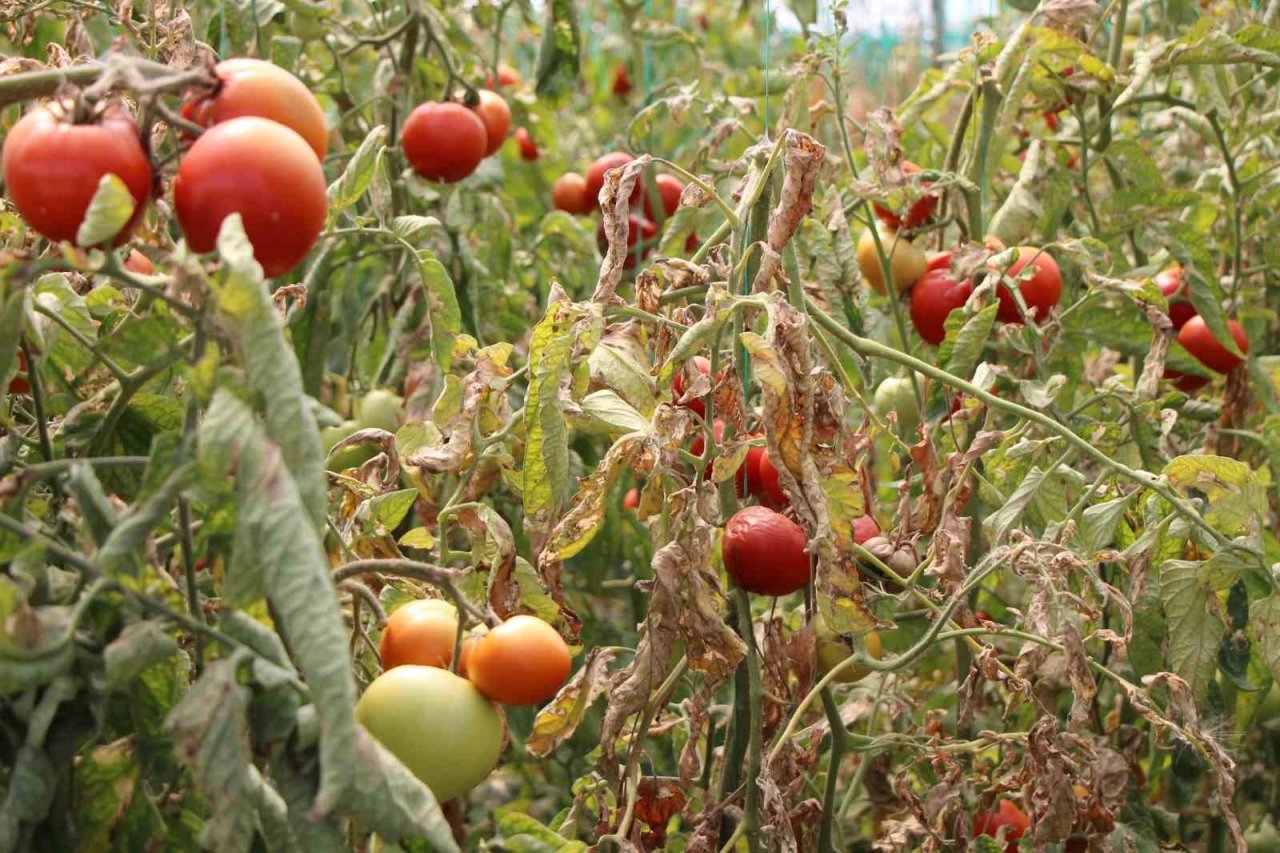 Amasya’da domates hasadını ‘tuta’ vurdu, tonlarca ürün zarar gördü