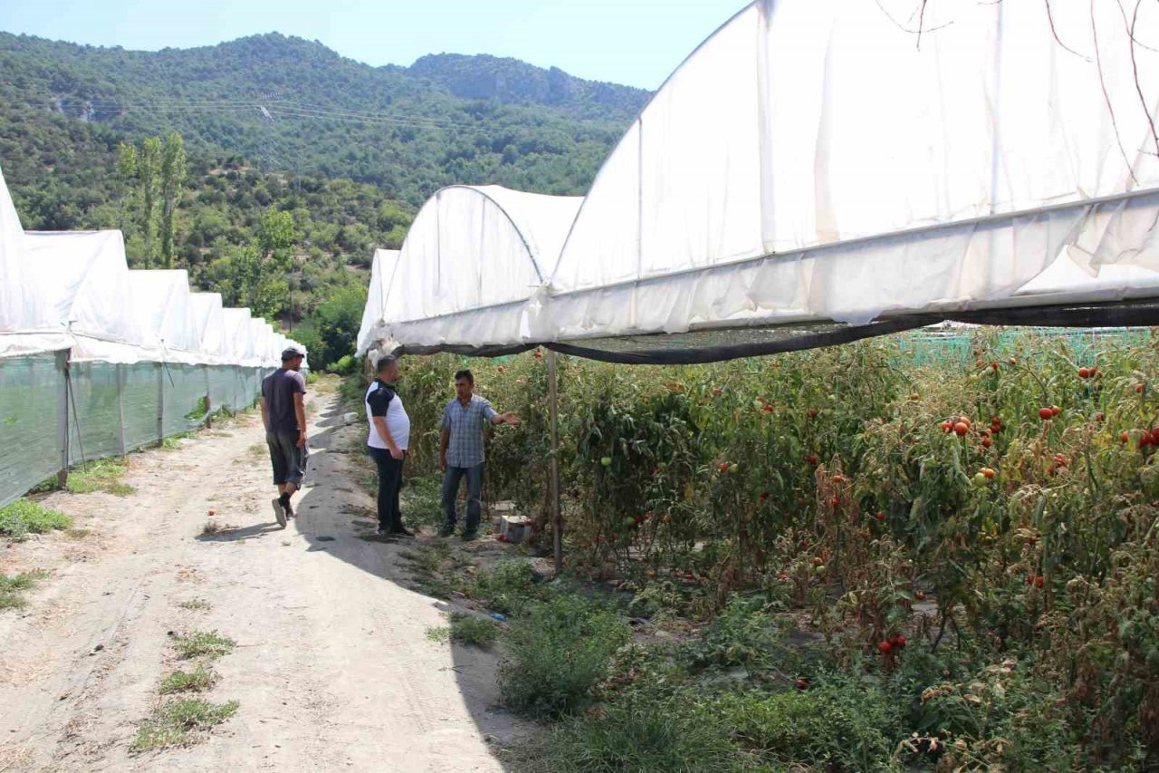 Amasya’da domates hasadını ‘tuta’ vurdu, tonlarca ürün zarar gördü