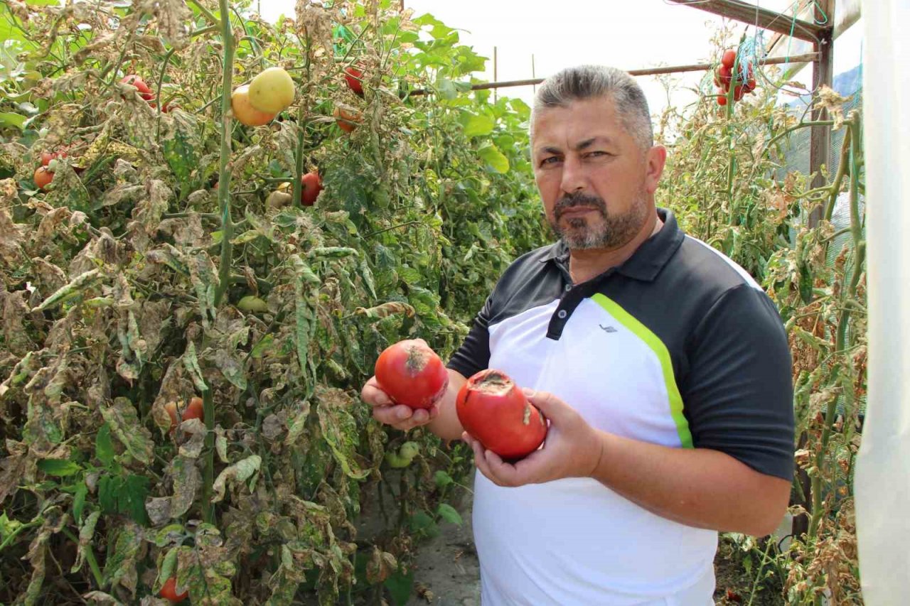 Amasya’da domates hasadını ‘tuta’ vurdu, tonlarca ürün zarar gördü