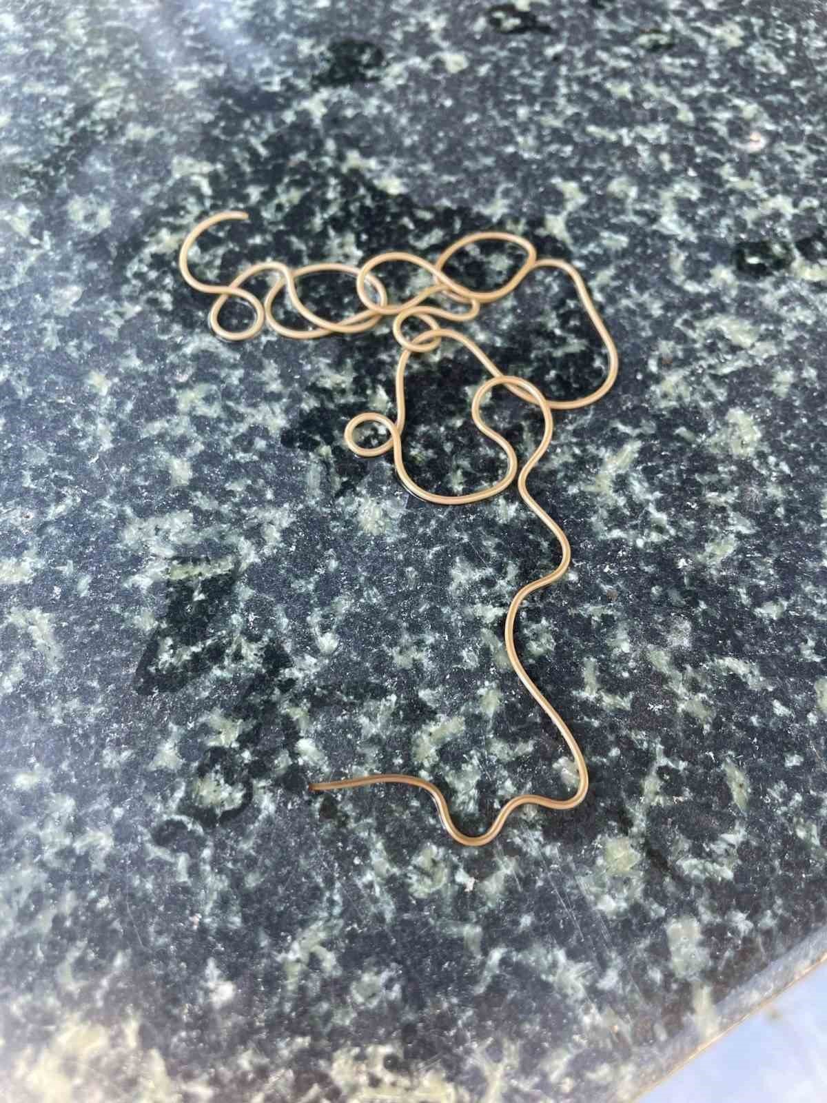 Köy çeşmesinde görülen ilginç canlı merak konusu oldu