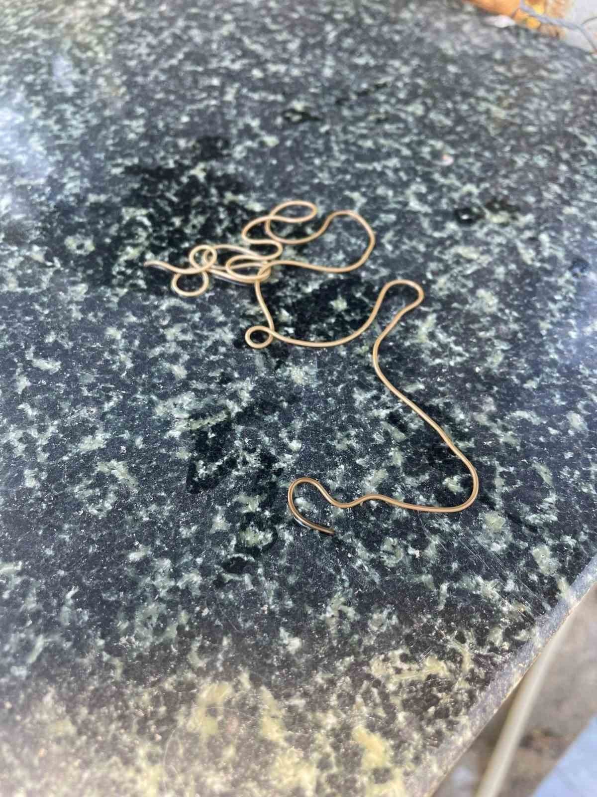 Köy çeşmesinde görülen ilginç canlı merak konusu oldu