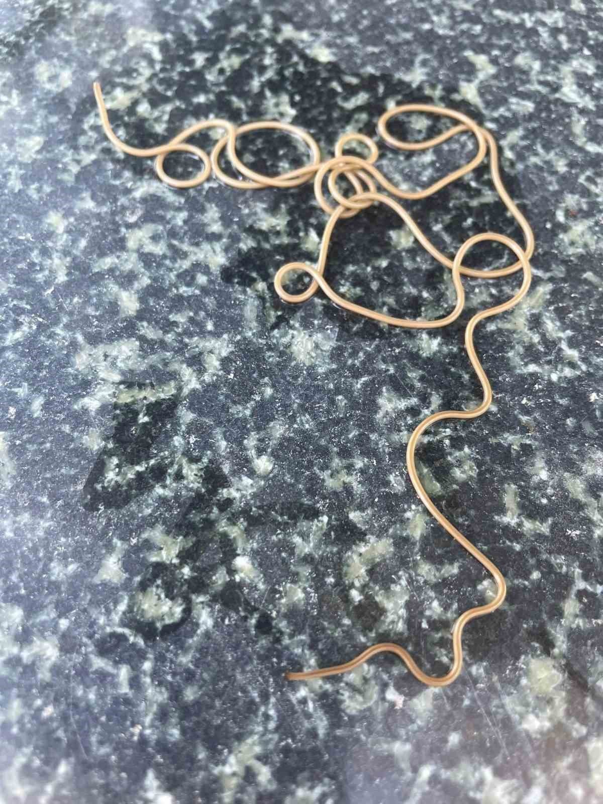 Köy çeşmesinde görülen ilginç canlı merak konusu oldu