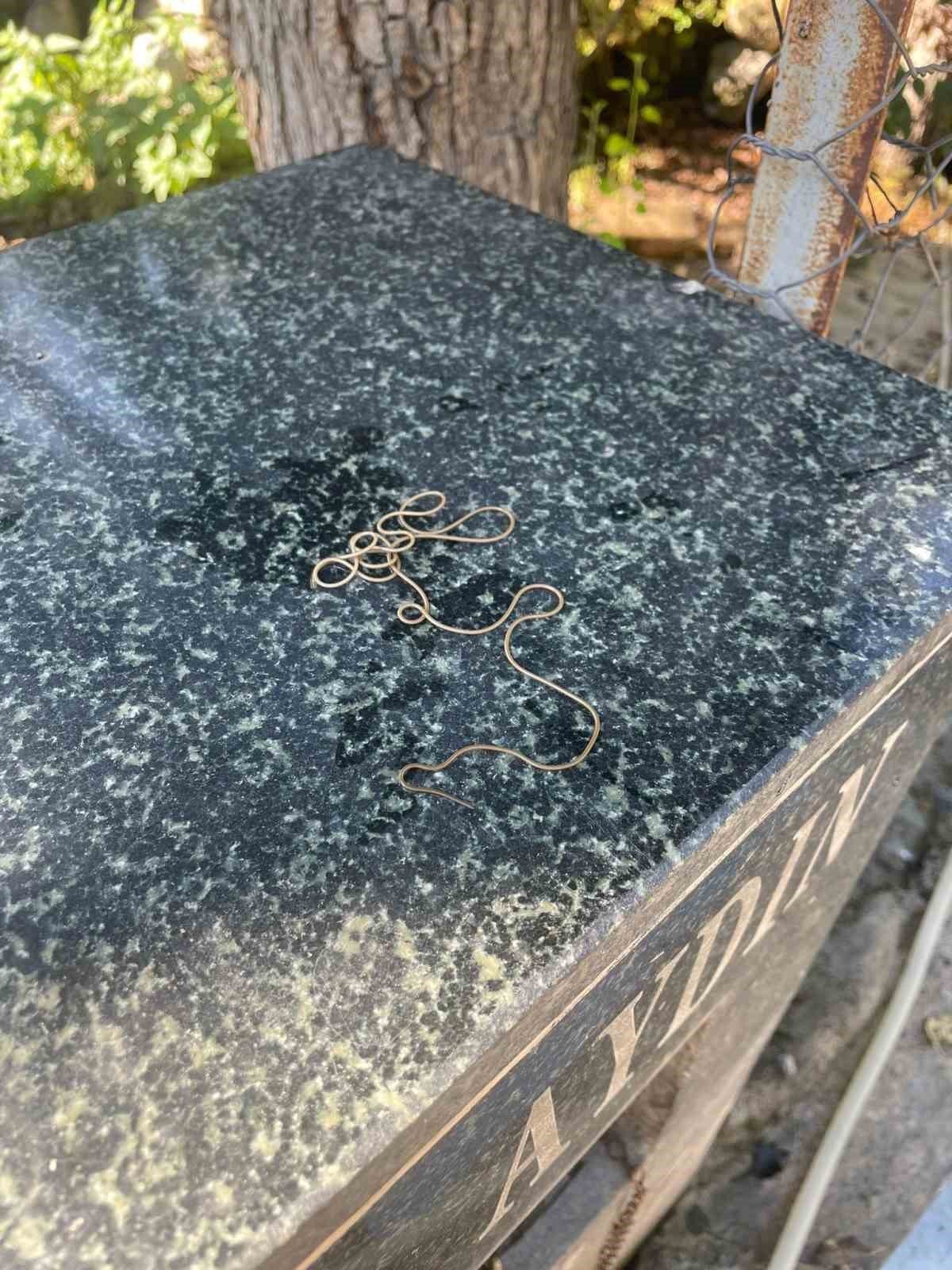 Köy çeşmesinde görülen ilginç canlı merak konusu oldu