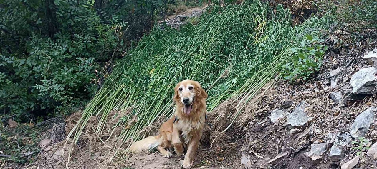 Zehir taciri baba ve oğlu bir ton uyuşturucu ile yakalandı