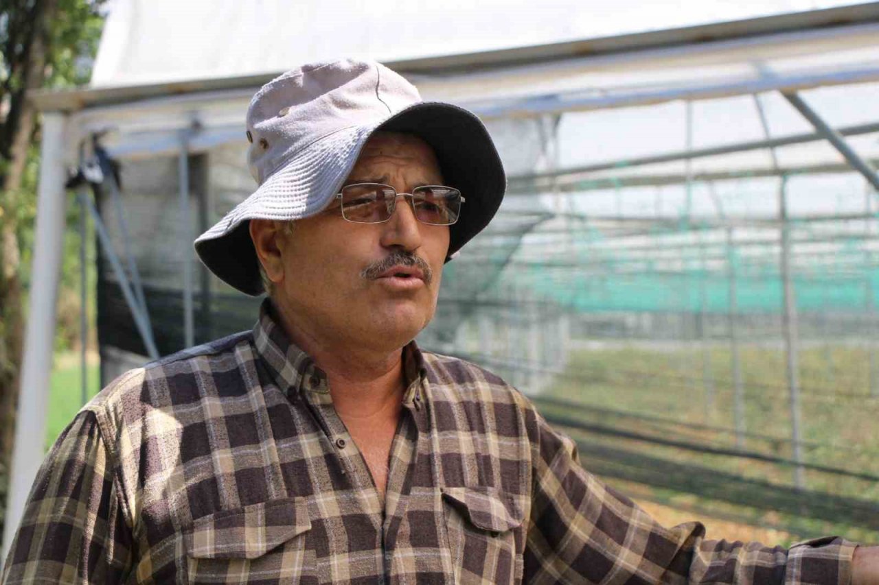 Amasya’da domates hasadını ‘tuta’ vurdu, tonlarca ürün zarar gördü