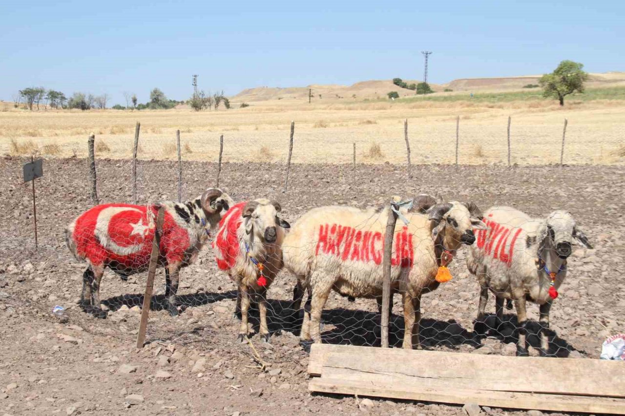 Süslenen koçlar, koyunların arasına bırakıldı