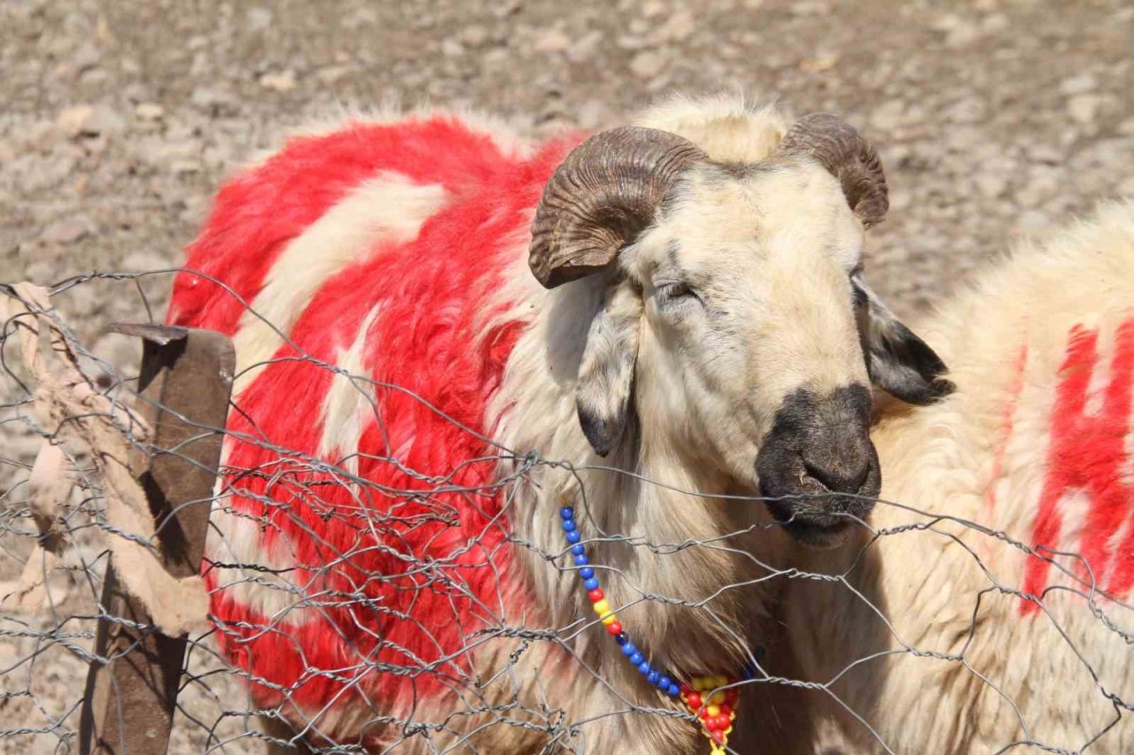 Süslenen koçlar, koyunların arasına bırakıldı
