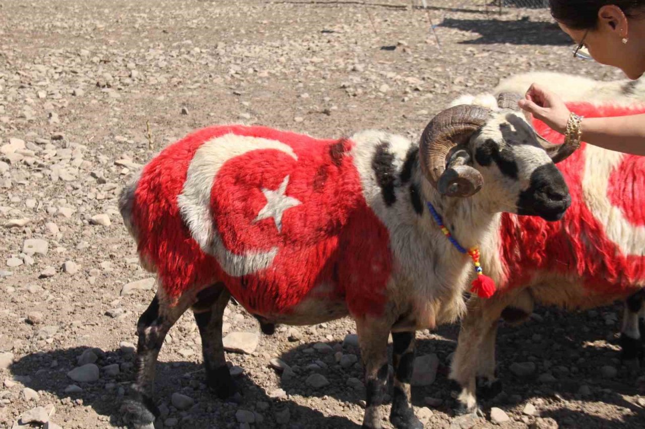 Süslenen koçlar, koyunların arasına bırakıldı