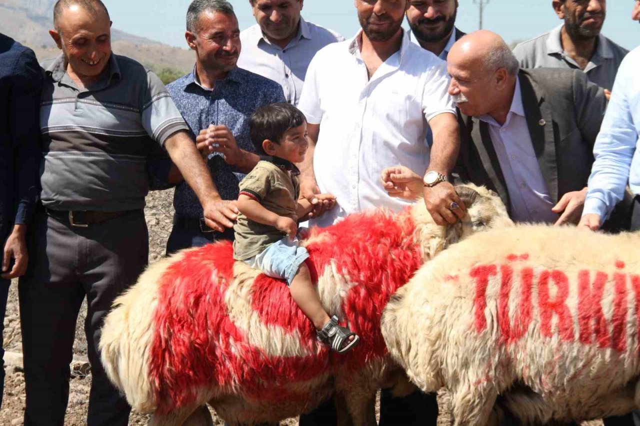 Süslenen koçlar, koyunların arasına bırakıldı
