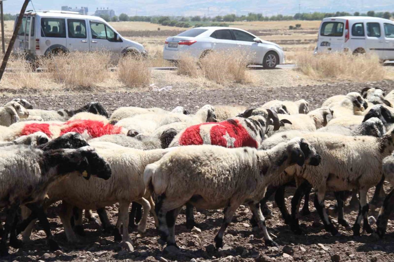 Süslenen koçlar, koyunların arasına bırakıldı