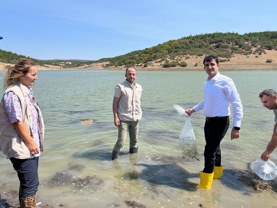 Enez ve İpsala’da 410 bin yavru sazan su ile buluştu