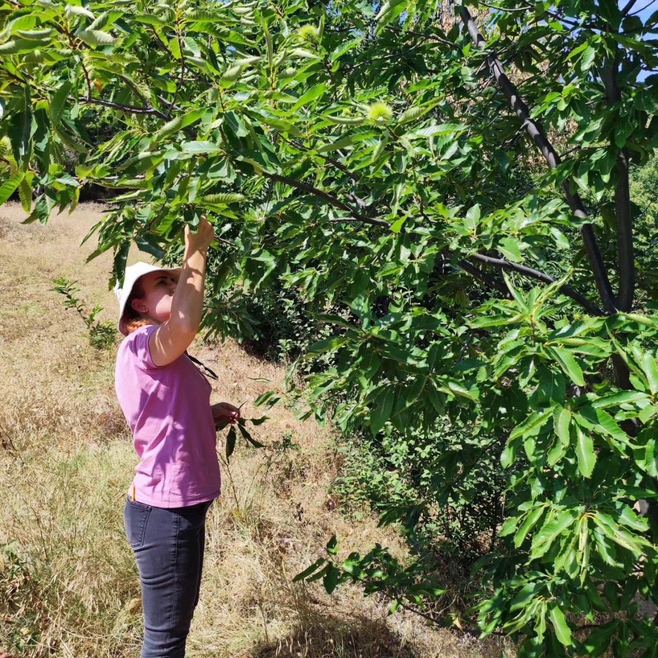Buharkent’teki kestane bahçeleri incelendi