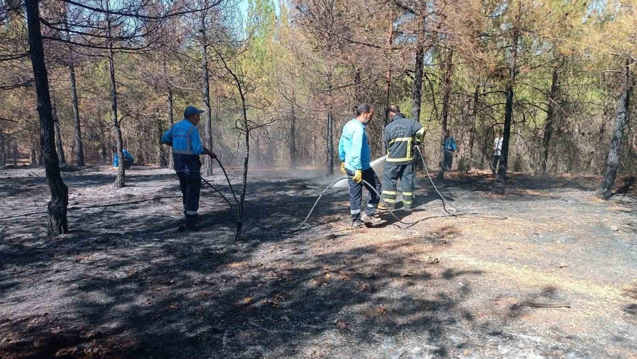 Gaziantep’te orman yangını