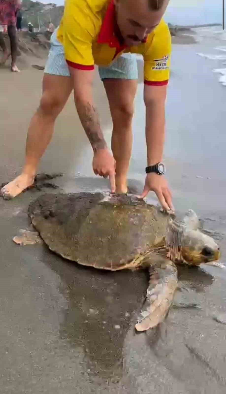 Yaralı caretta caretta sahile vurdu