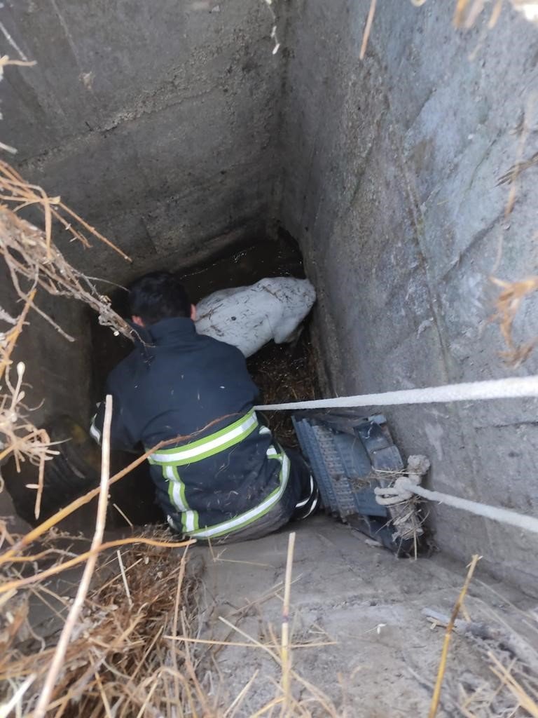 Kanalizasyona düşen keçi kurtarıldı