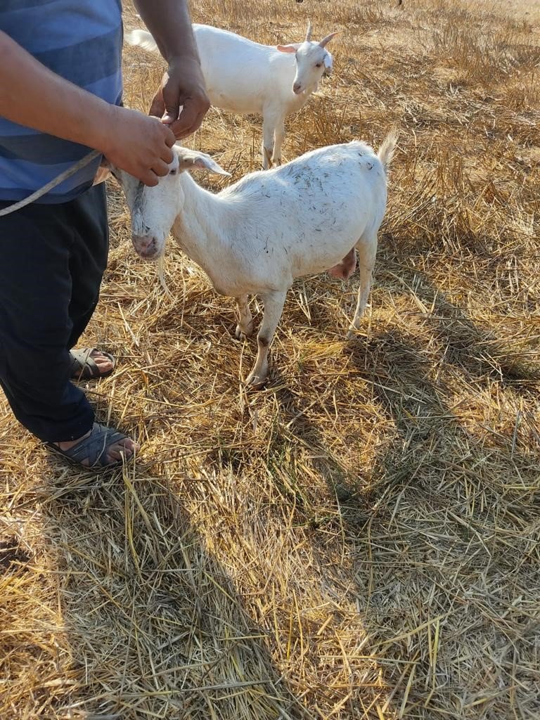 Kanalizasyona düşen keçi kurtarıldı
