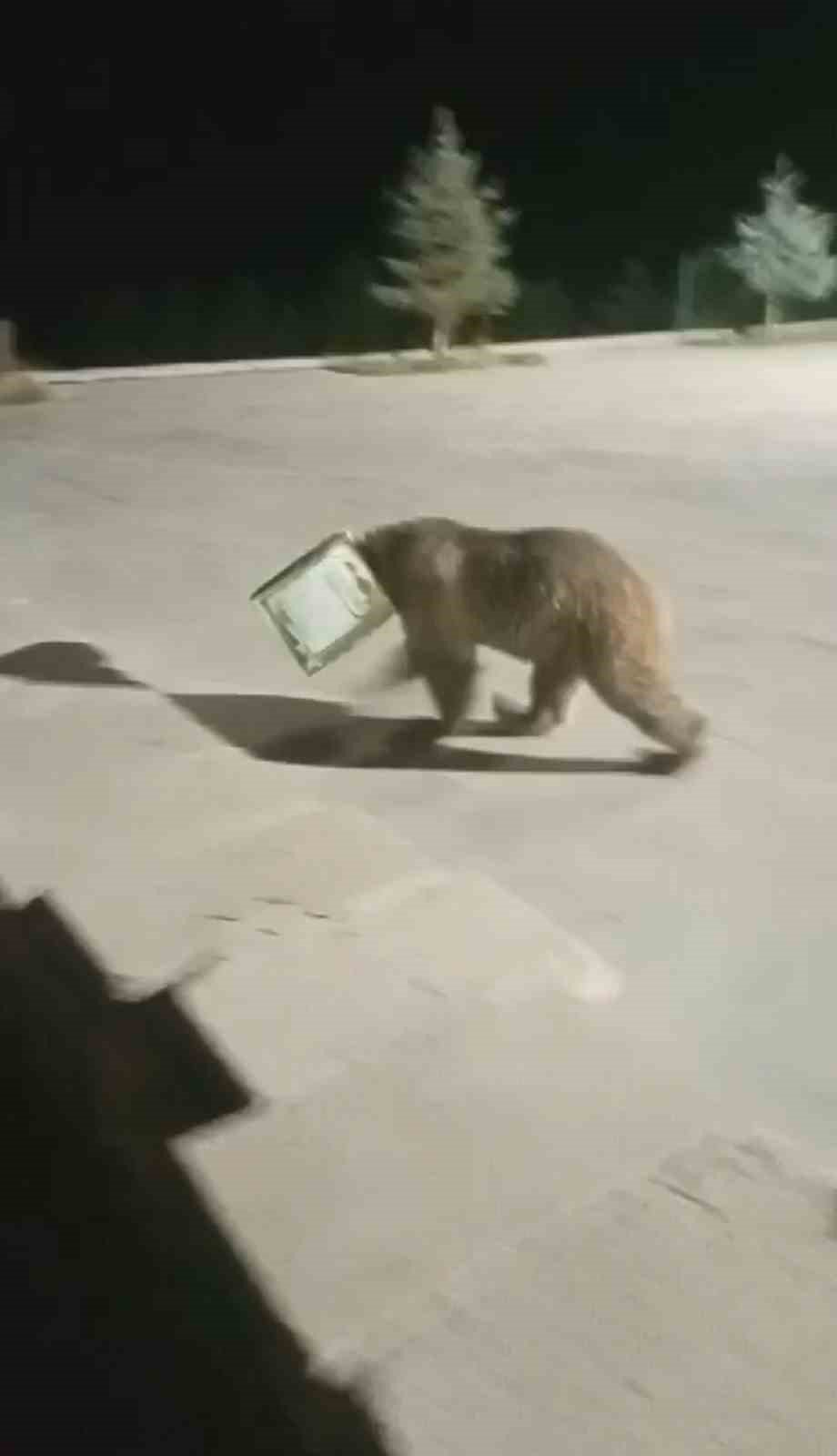 Kafası tenekeye sıkışan ayıyı vatandaşlar kurtardı