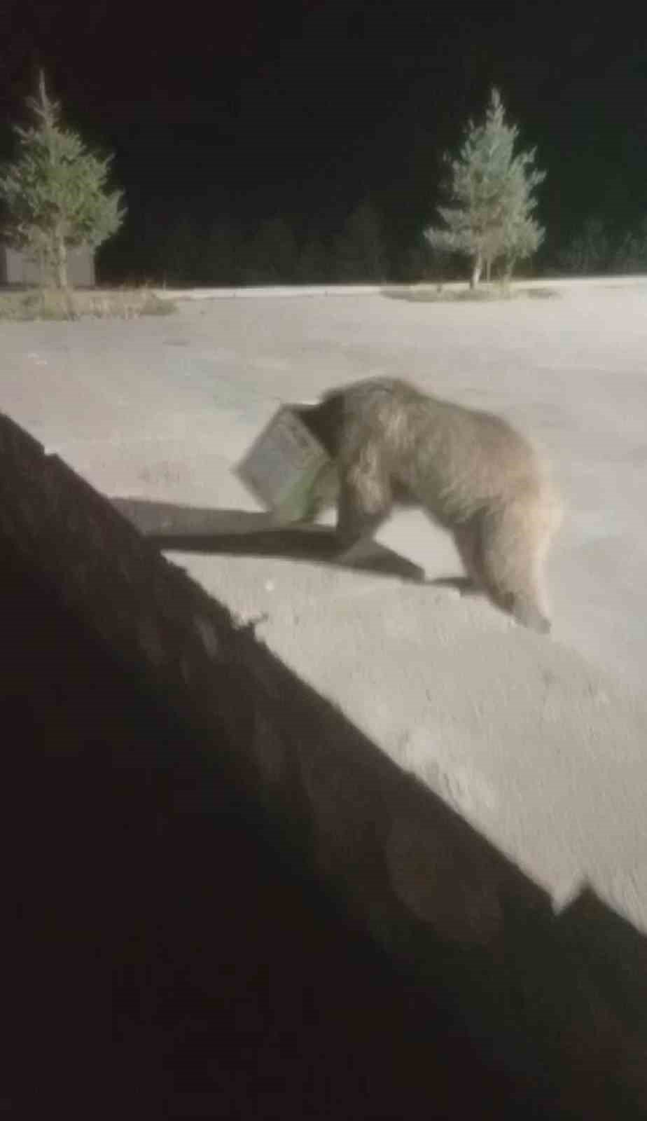 Kafası tenekeye sıkışan ayıyı vatandaşlar kurtardı