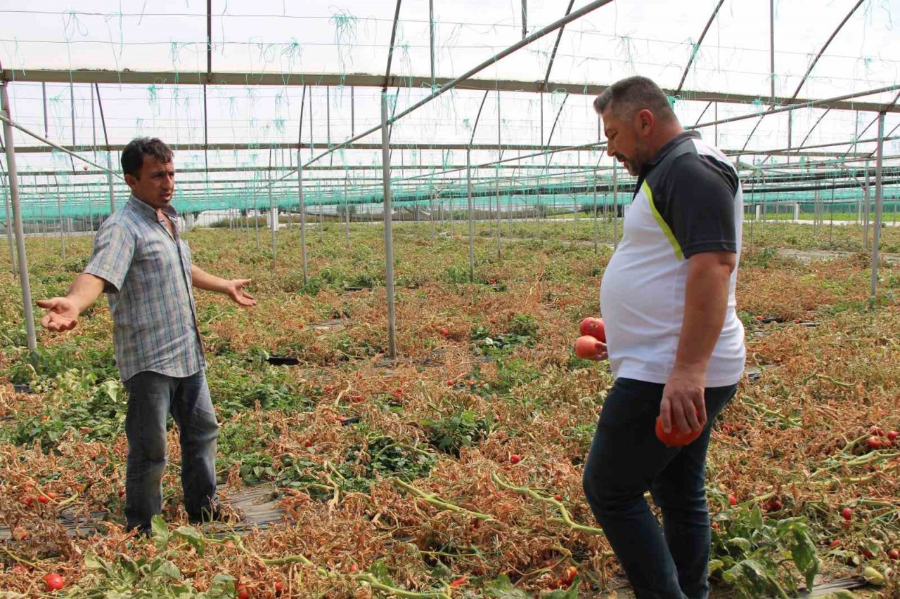 Amasya’da domates hasadını ‘tuta’ vurdu, tonlarca ürün zarar gördü