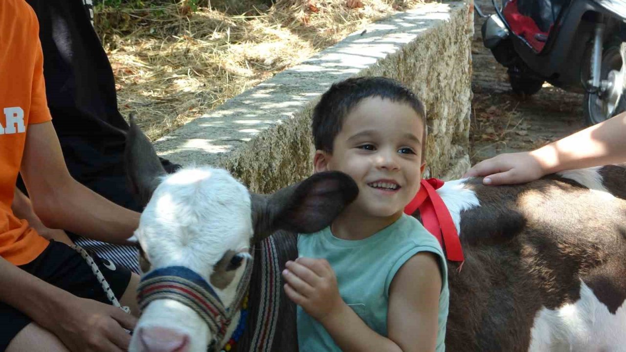 Muğla’da ‘Buzağı Güzellik Yarışması’ düzenlendi