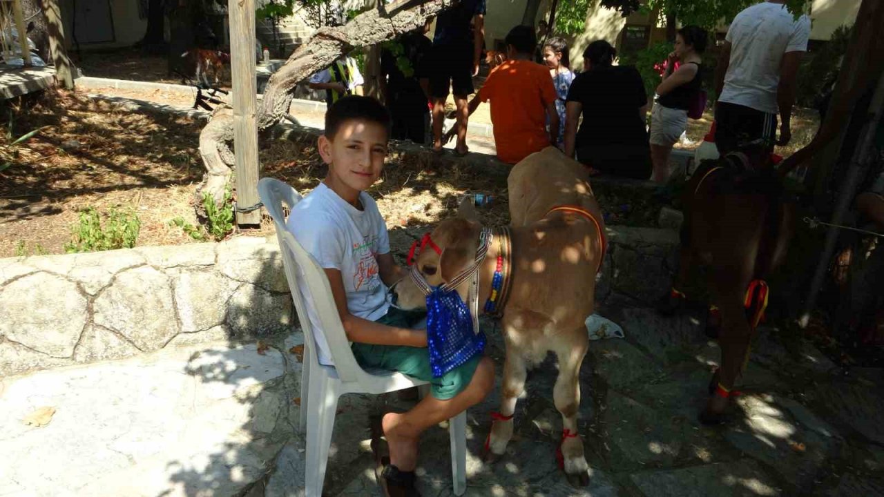 Muğla’da ‘Buzağı Güzellik Yarışması’ düzenlendi