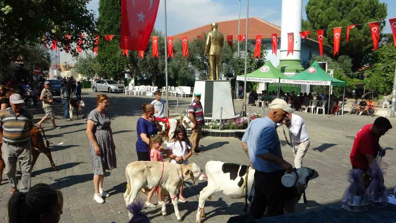 Muğla’da ‘Buzağı Güzellik Yarışması’ düzenlendi