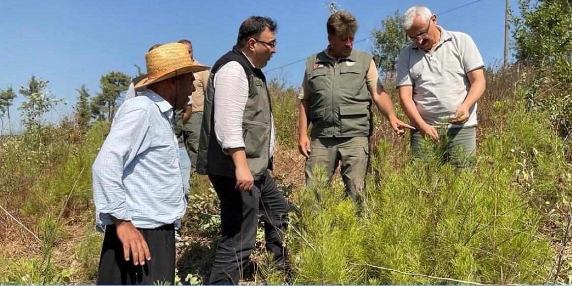 Yanan alanlar 3.yılında yeşermeye devam ediyor