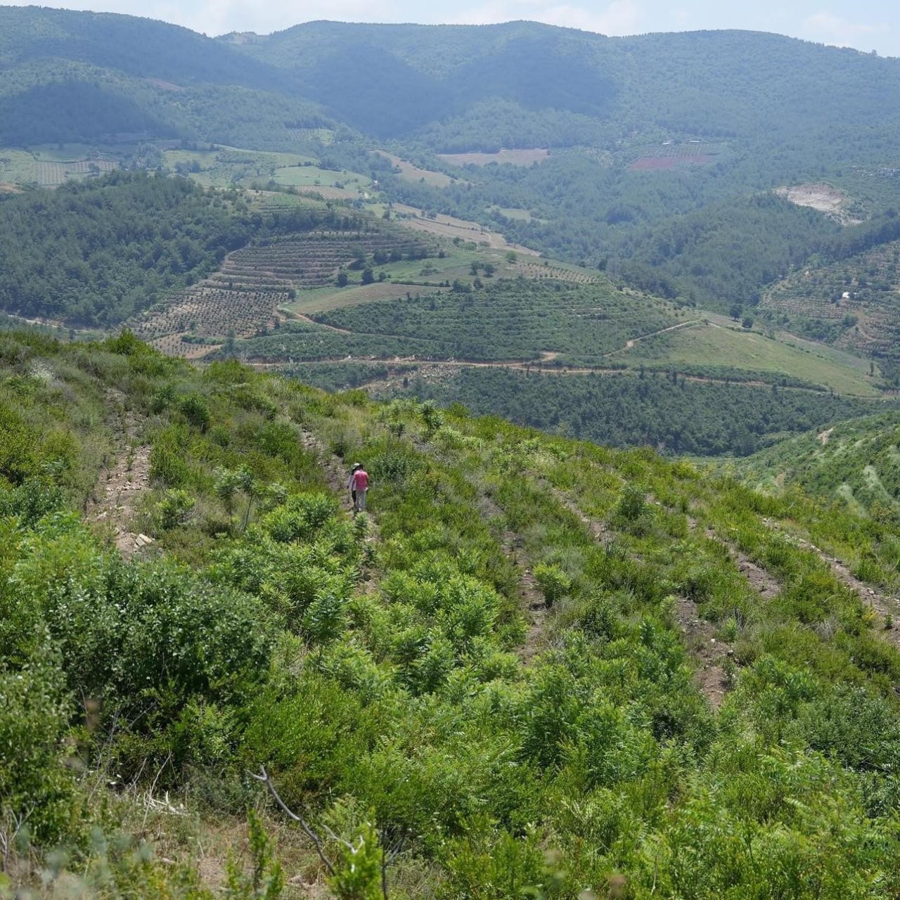 Yanan alanlar 3.yılında yeşermeye devam ediyor