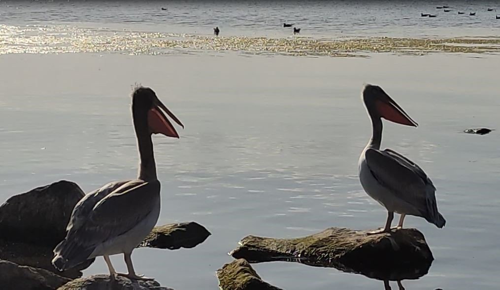 Pelikanlar Akçakale Adası’nın maskotu oldu