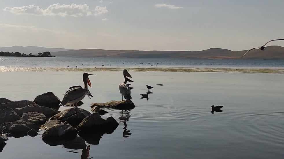 Pelikanlar Akçakale Adası’nın maskotu oldu