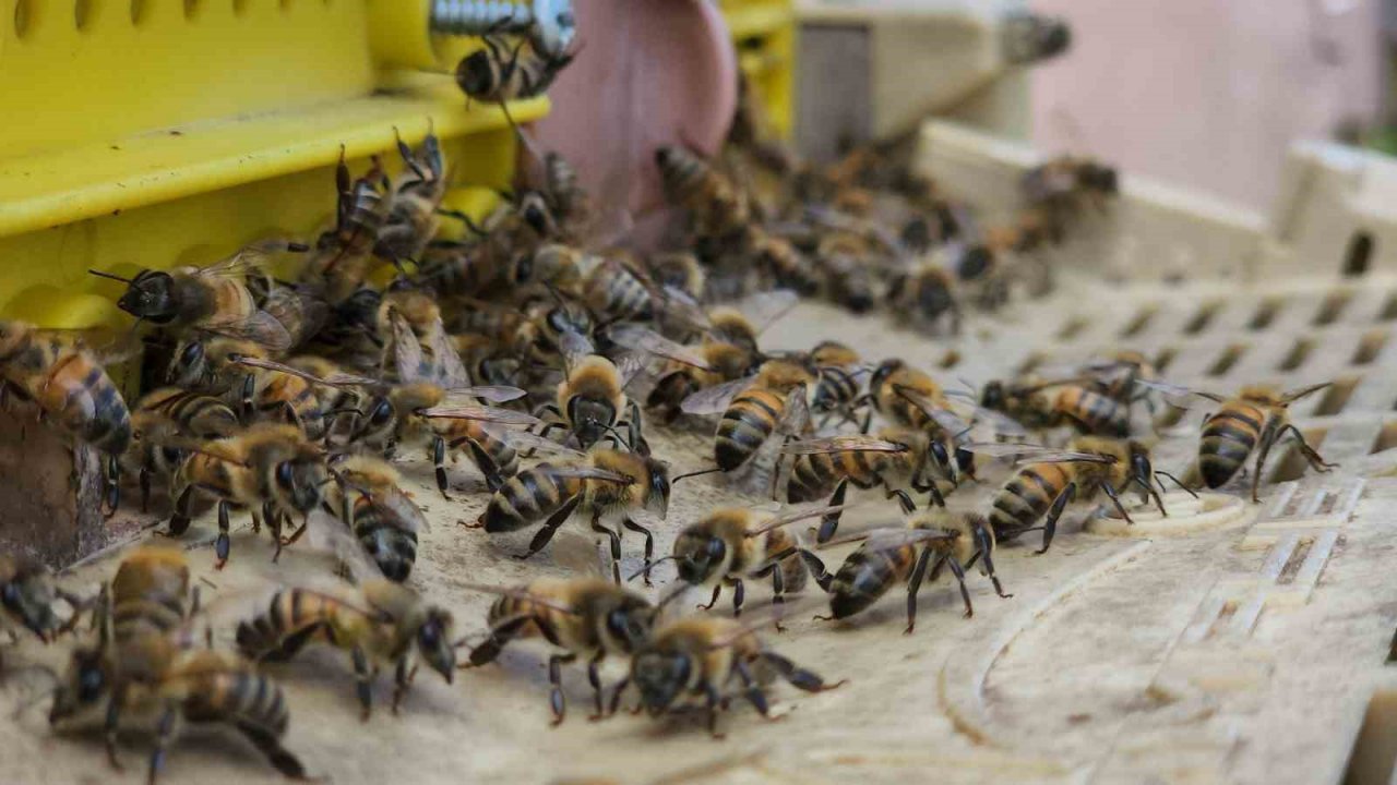 36 yıllık ilçenin ilk coğrafi işaretli ürünü ‘Yenice Ihlamur Balı’ oldu